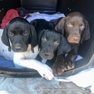 Shorthair Pointer