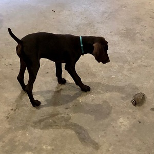 Shorthair Puppies for Sale
