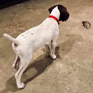 Shorthair Puppy for Sale