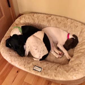 Shorthair Puppy for sale