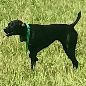 GPS Puppies