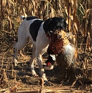 AKC Shorthair puppy for sale