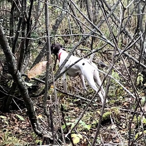 Shorthair puppies for sale