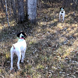 Shorthair Pointer
