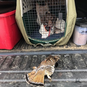 Shorthair Puppies for sale