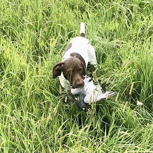 Shorthair Puppies for Sale