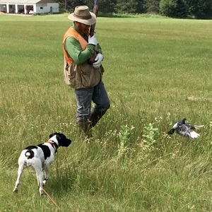 Shorthair Puppies for Sale