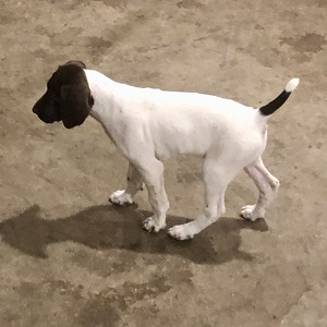 German Shorthair Puppy