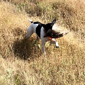 Shorthair Puppies for Sale