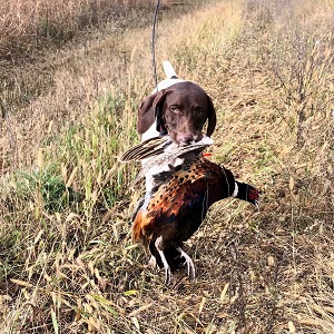 German Shorthair Puppy