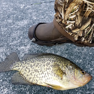 Whitefish fishing guide