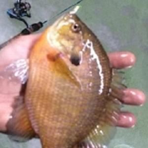 Nisswa fishing guide