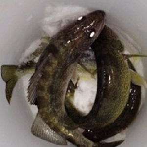 Minnesota Hunting Guides