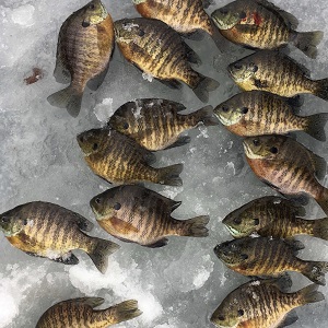 Gull Lake MN Fishing Guides