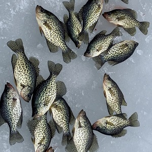 Nisswa Fishing Guides