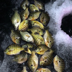 Minnesota Fishing Guides